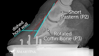 X-ray of horse's hoof, showing a rotated coffin bone, and a dished hoof wall.